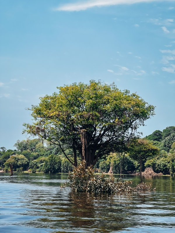 Brazilian Amazon