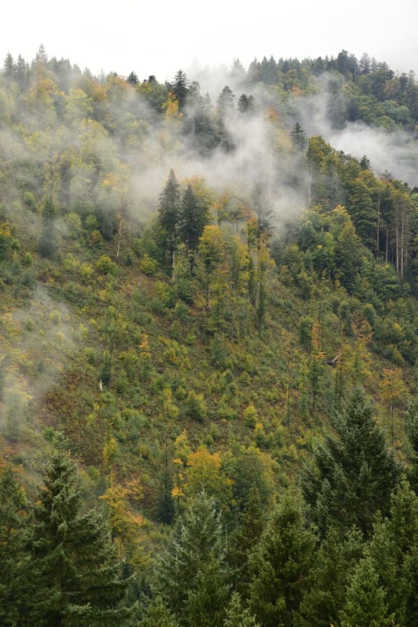 Black Forest