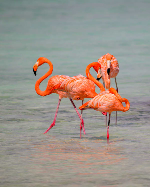 Bonaire