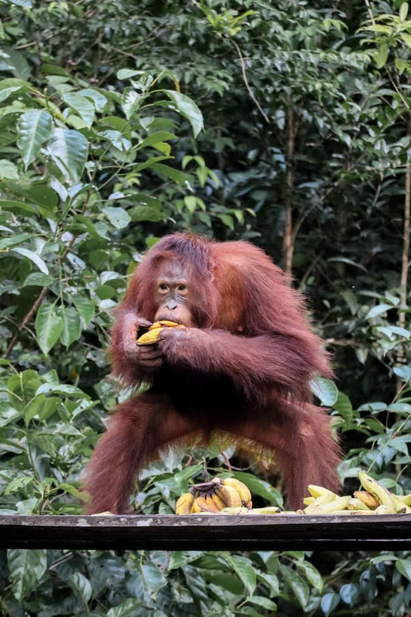 Borneo