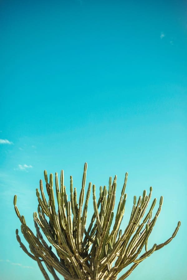 Caatinga