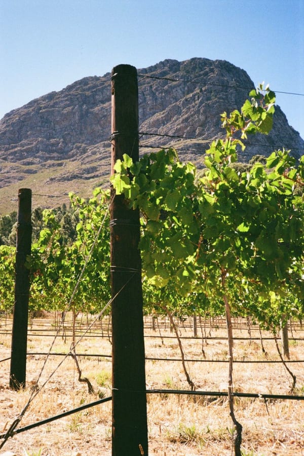 Cape Winelands