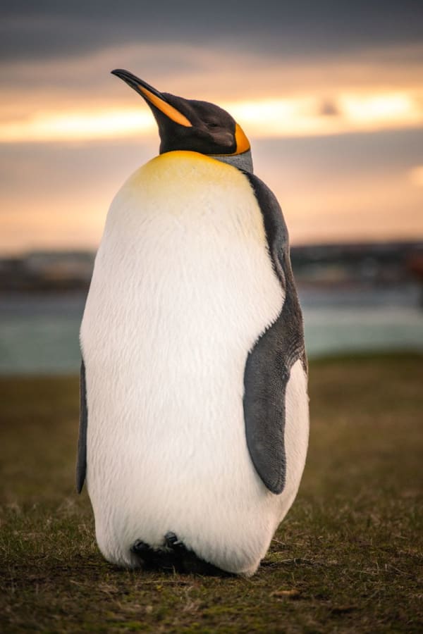 Falkland Islands
