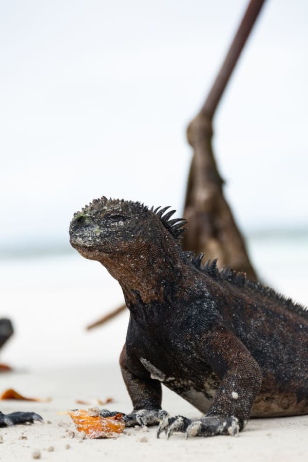 Galápagos Islands