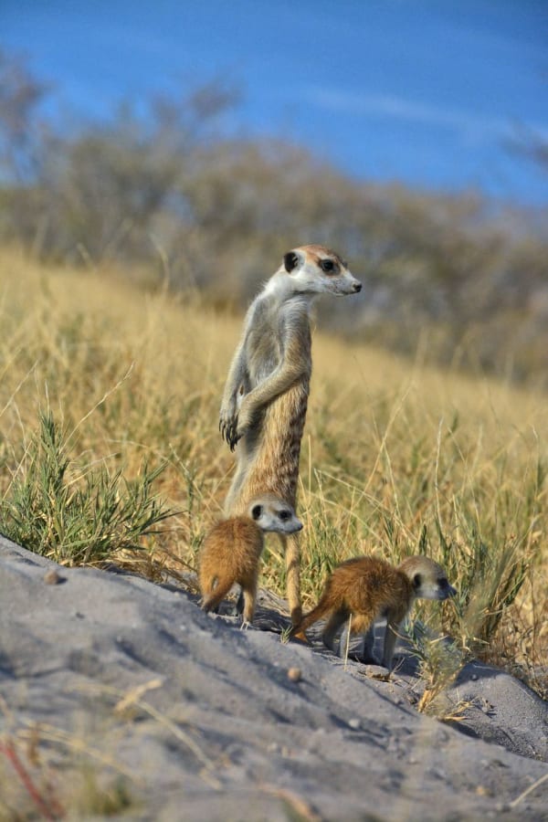 Kalahari Desert