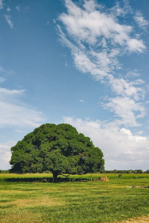 Los Llanos