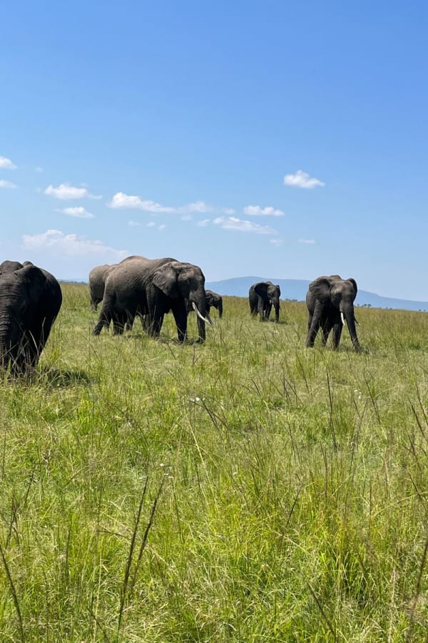 Maasai Mara