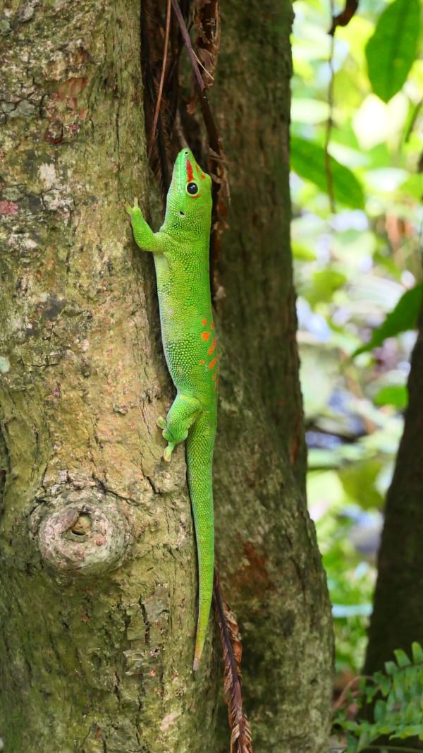 Madagascar