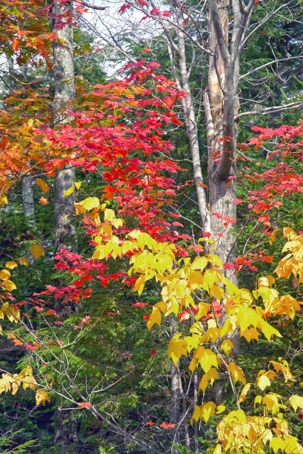 New England