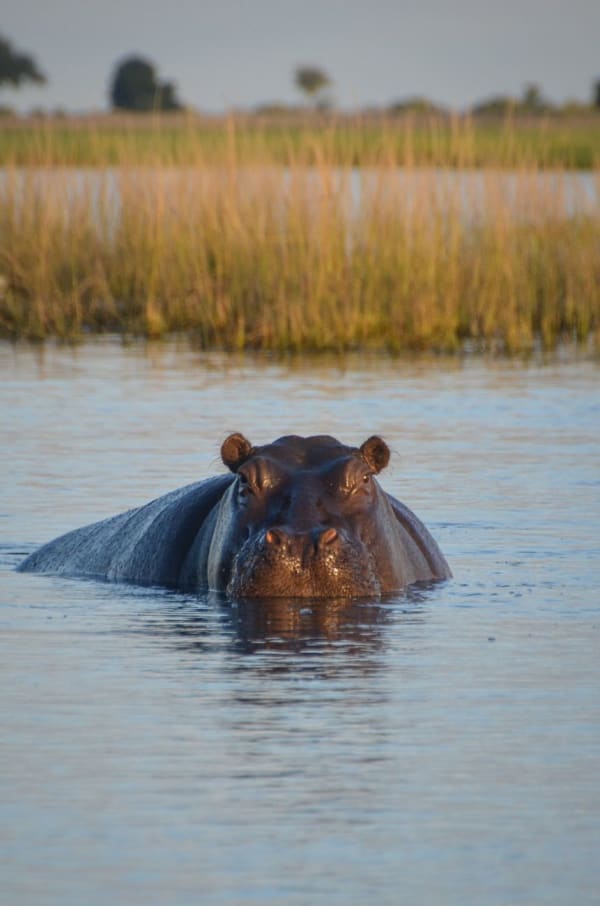 Okavango Delta