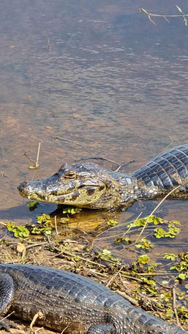 Pantanal