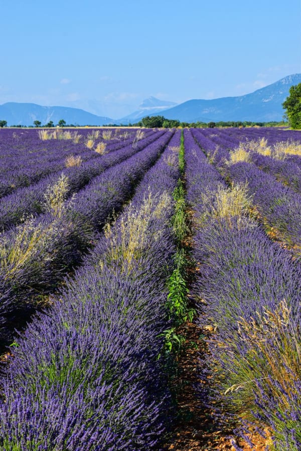 Provence