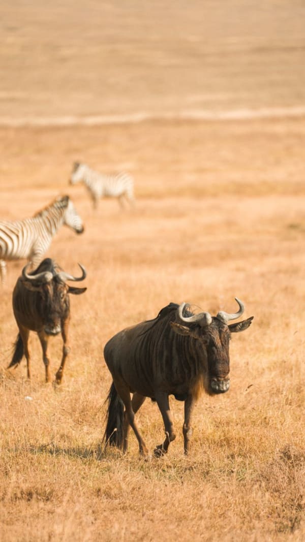 Tanzania