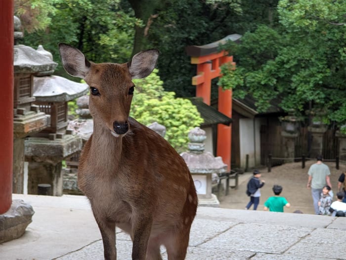 Nara's Deer Won't Perform for Your Instagram