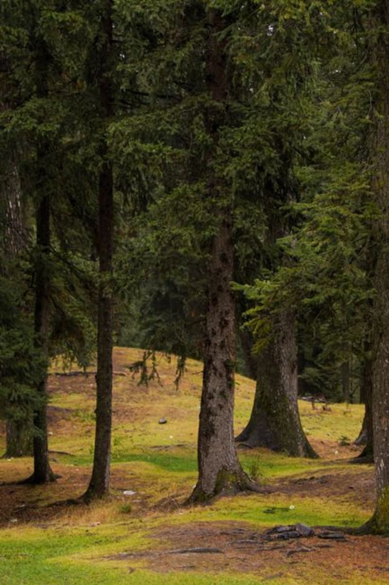 Cypress Hills