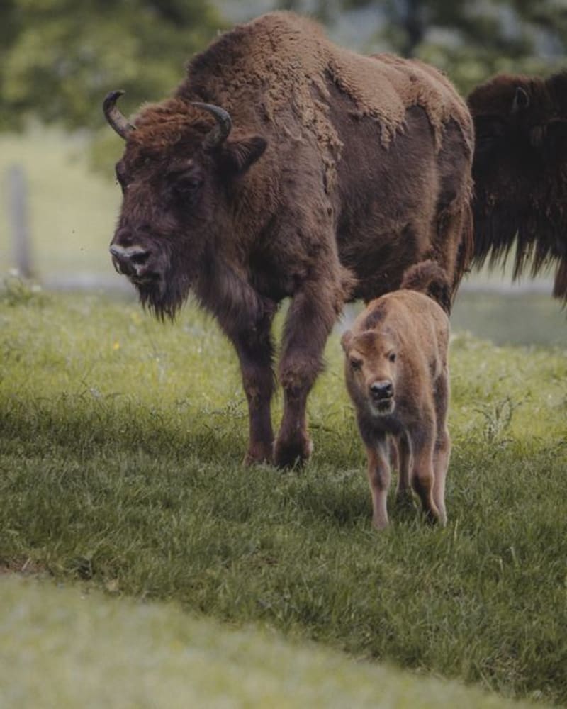 Elk Island National Park
