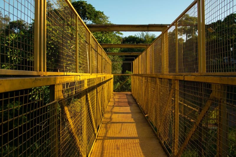 Iwokrama Forest