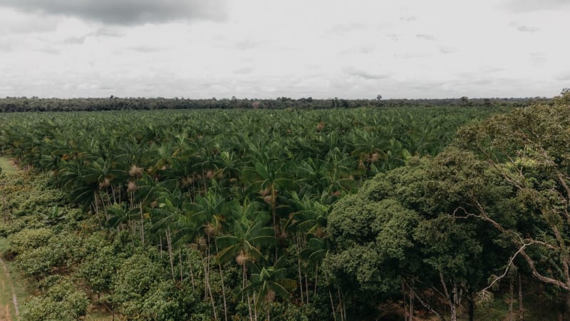 Reserva de Desarrollo Sostenible Mamirauá
