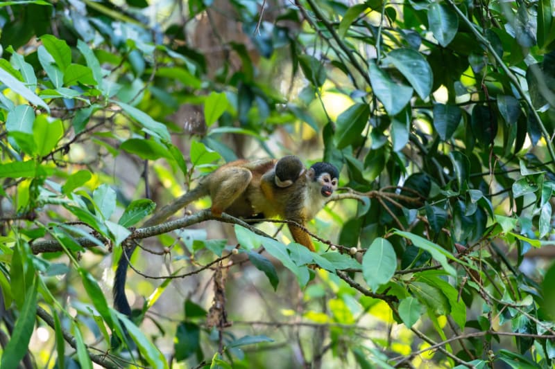 Reserva de Producción Faunística Cuyabeno