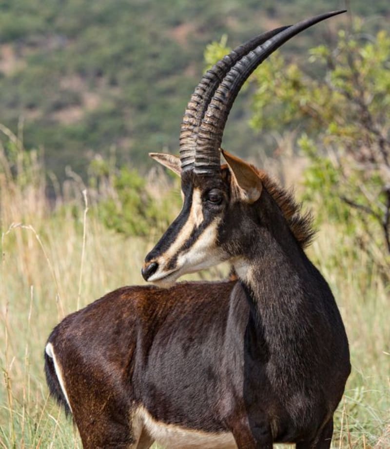 Parque Nacional de Cangandala