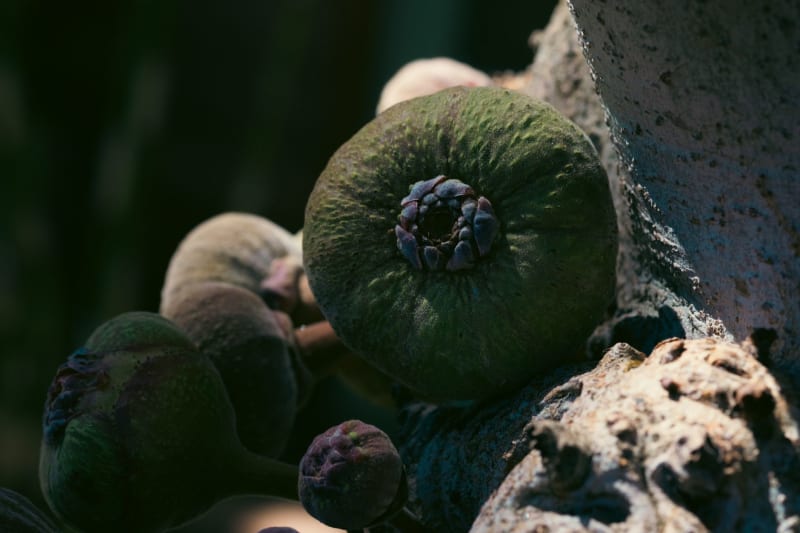 Fig Tree Drive