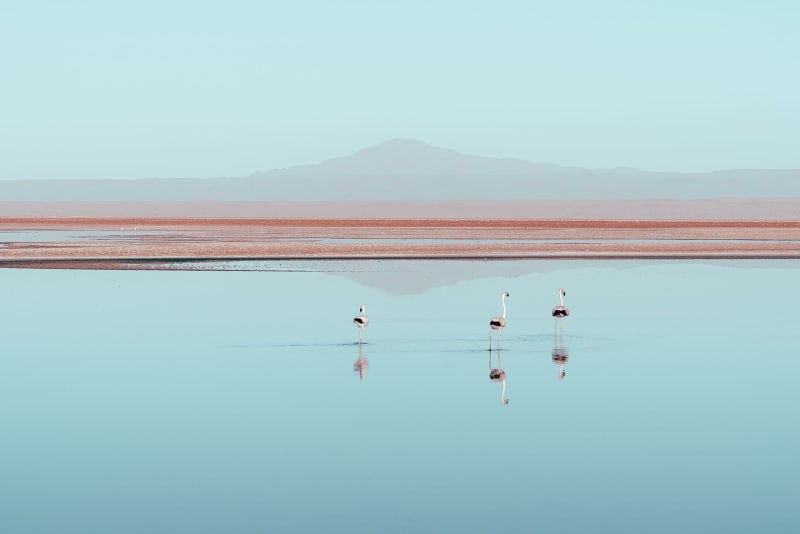 Laguna Chaxa