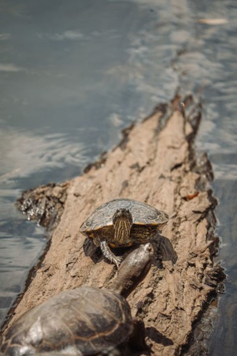 Green Turtle Cay