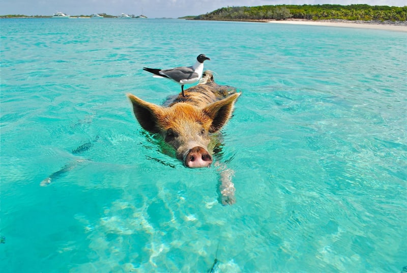 Staniel Cay