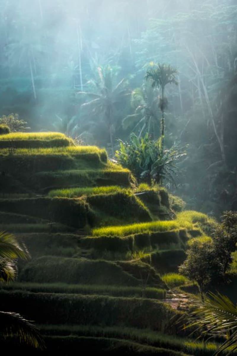Tegalalang Rice Terrace
