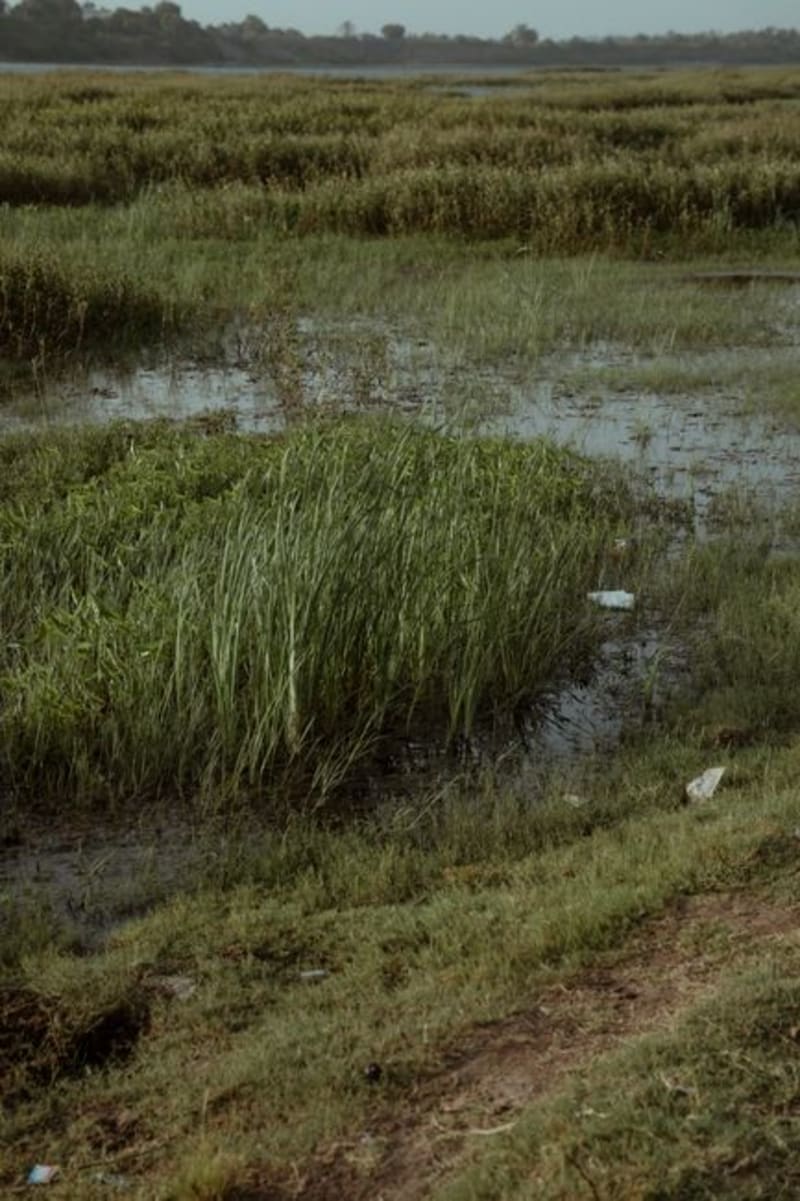 Ammiq Wetland