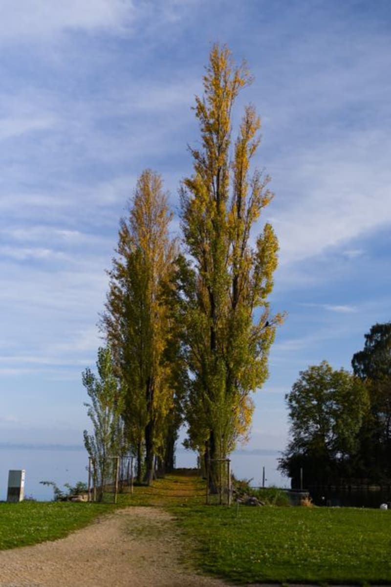 Taanayel