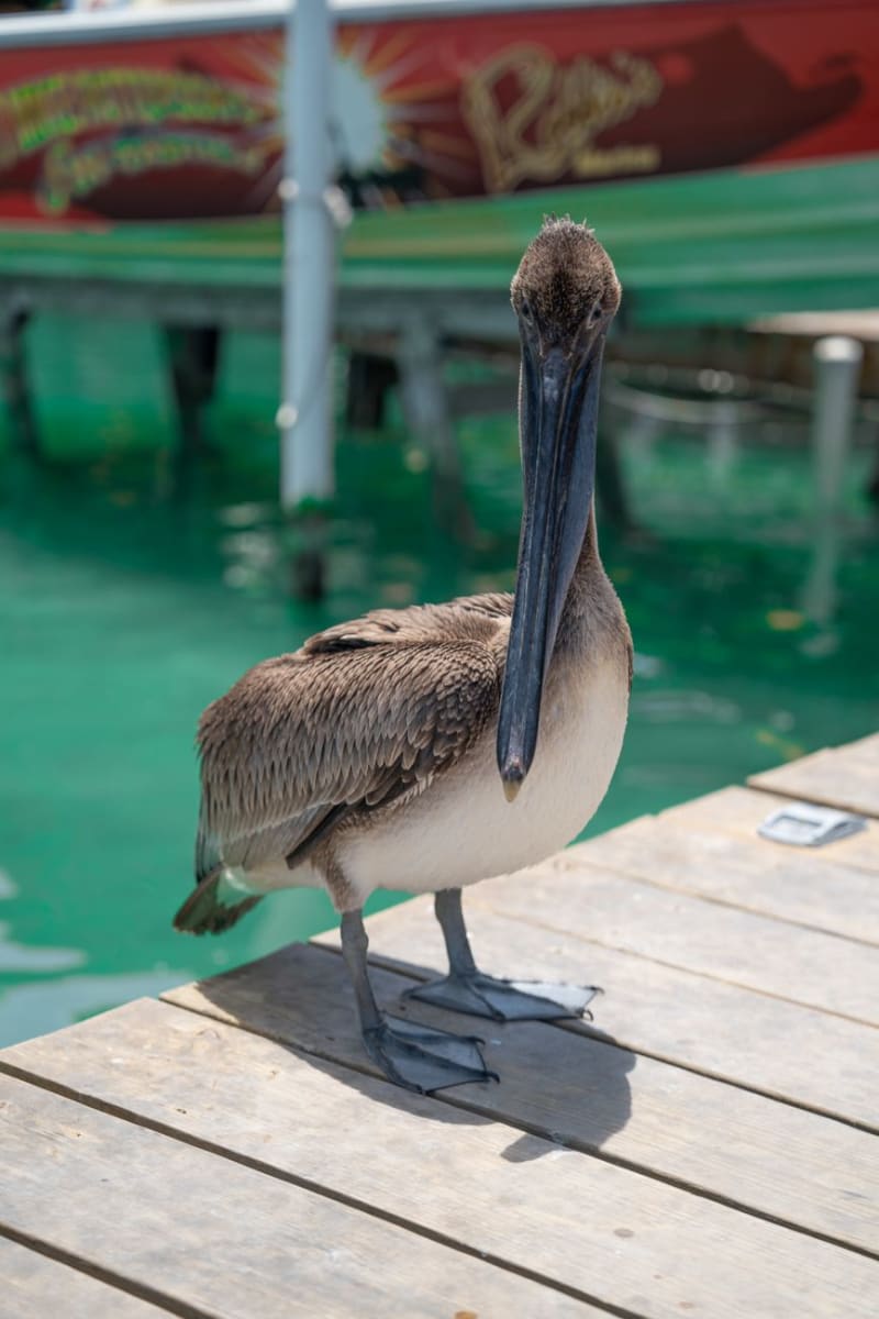 Ambergris Caye