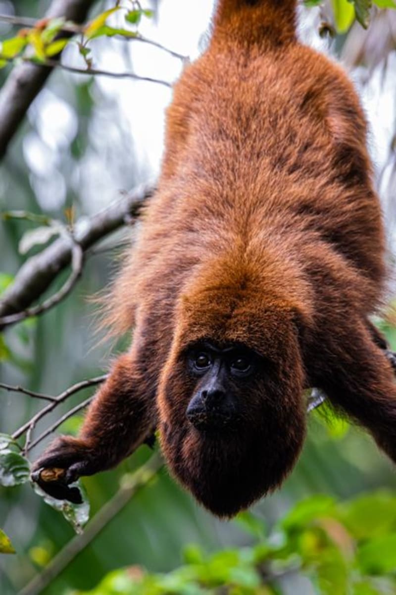 Parque Nacional Madidi