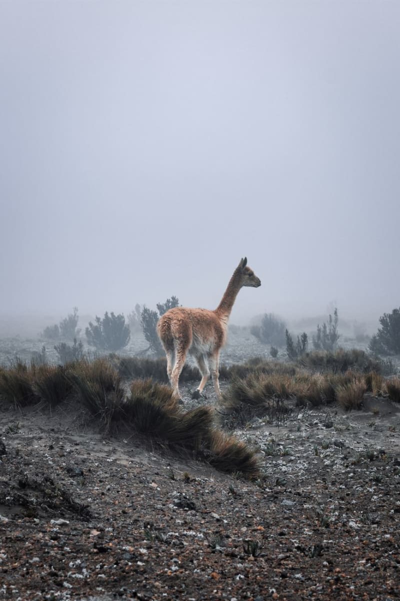 Parque Nacional Sajama