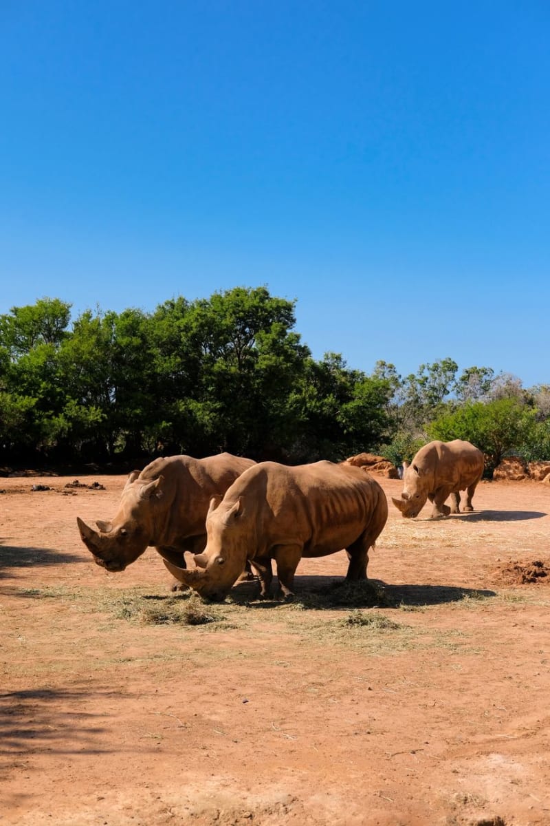 Khama Rhino Sanctuary