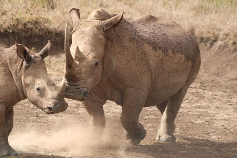 Khama Rhino Sanctuary