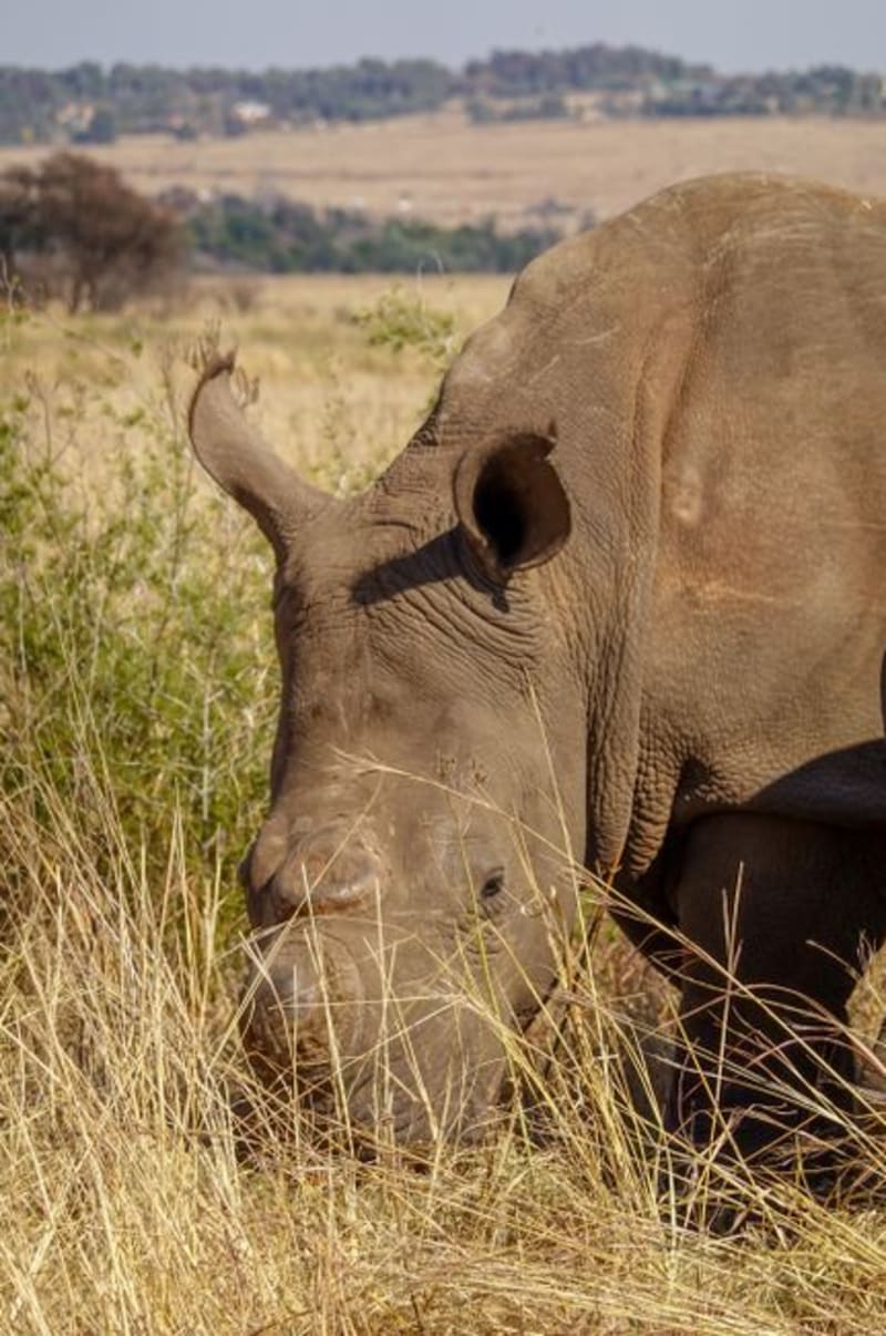 Mokolodi Nature Reserve