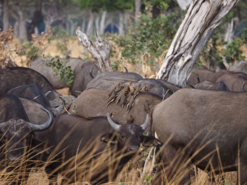Moremi Game Reserve