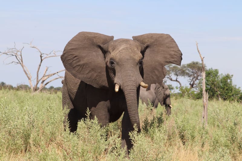 Nxai Pan National Park