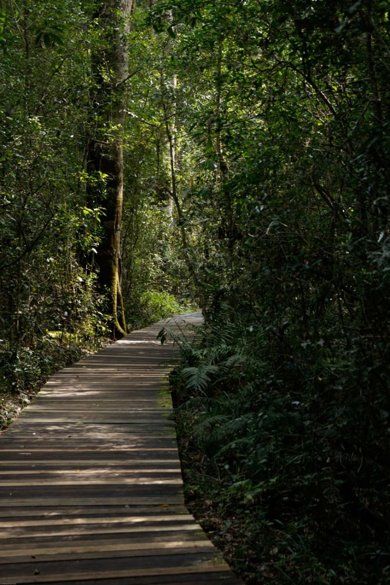 Tasek Merimbun