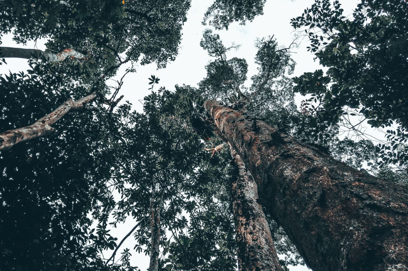 Parque Nacional Ulu Temburong