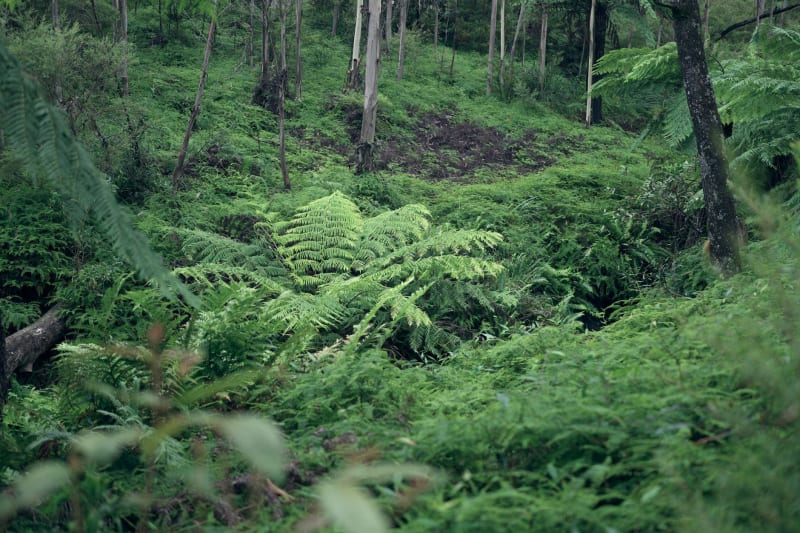 Parque Nacional Kibira