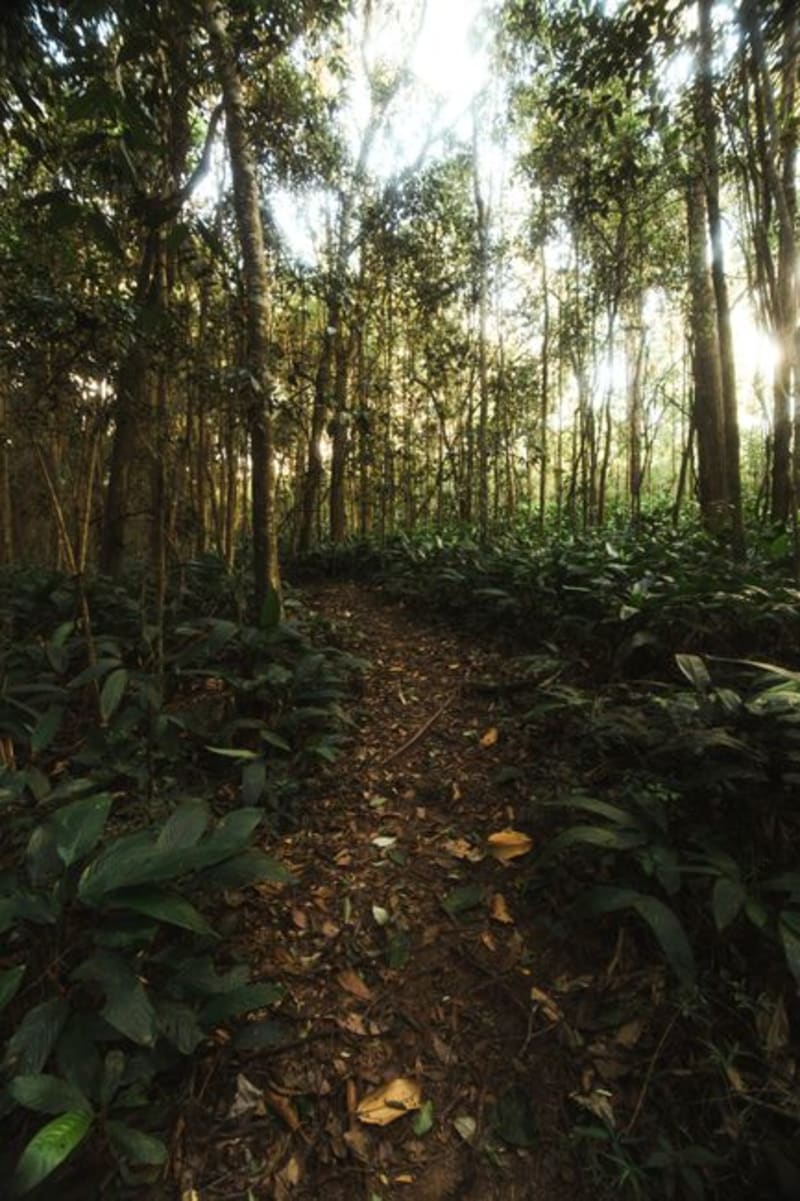 Vyanda Nature Reserve