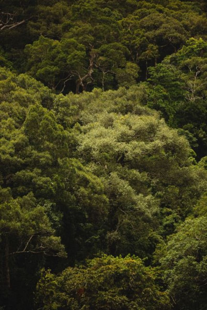 Reserva Faunística del Dja