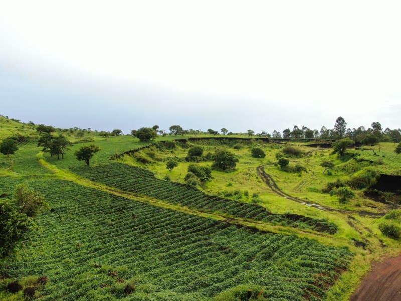 Mount Cameroon