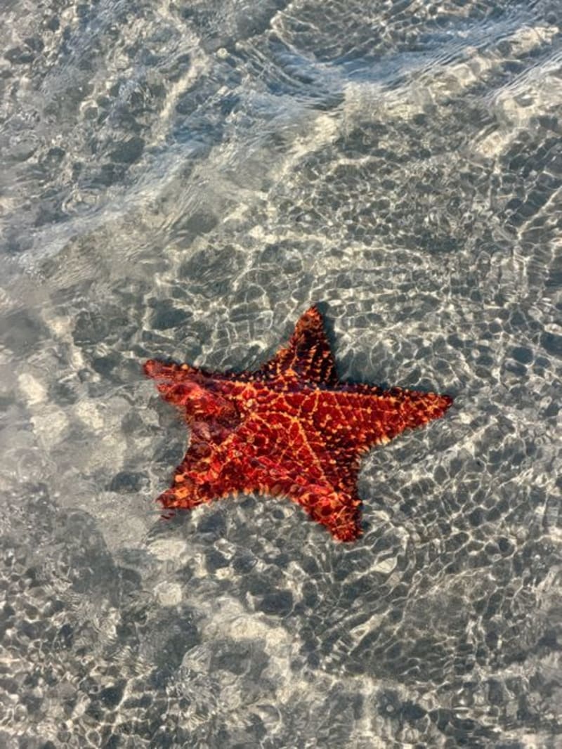 Starfish Point