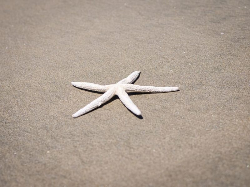 Starfish Point