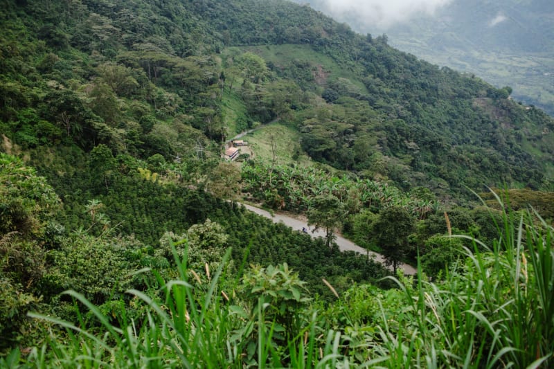 Manizales