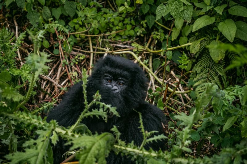 Odzala-Kokoua National Park