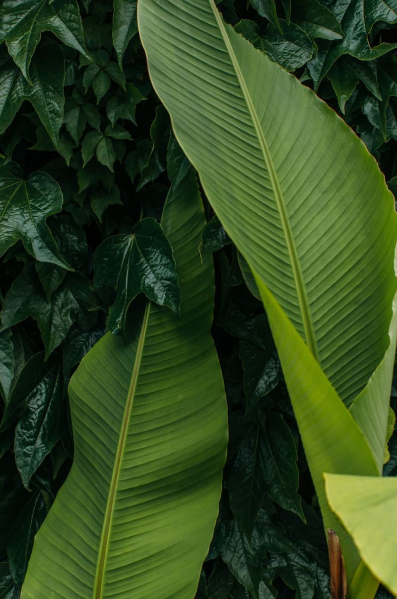 Banani